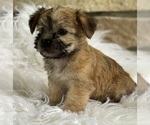 Small #7 Morkie