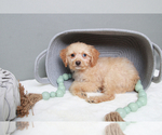 Small Photo #3 Cavapoo Puppy For Sale in MARIETTA, GA, USA