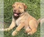 Small #7 Labrador Retriever Mix