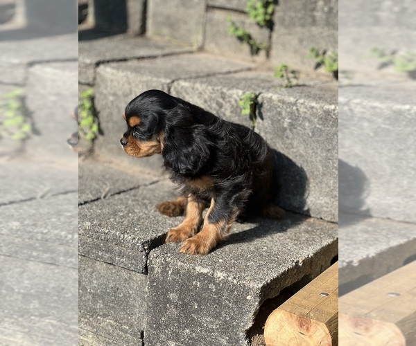 Medium Photo #2 Cavalier King Charles Spaniel Puppy For Sale in NILES, MI, USA