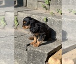 Small #1 Cavalier King Charles Spaniel