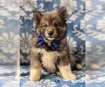 Small Photo #1 Pomsky Puppy For Sale in PEACH BOTTOM, PA, USA