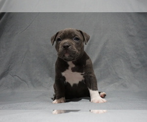 American Bully Puppy for sale in BRANDYWINE, MD, USA