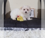 Small #1 Havanese