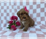 Small #5 Cavapoo (Miniature)