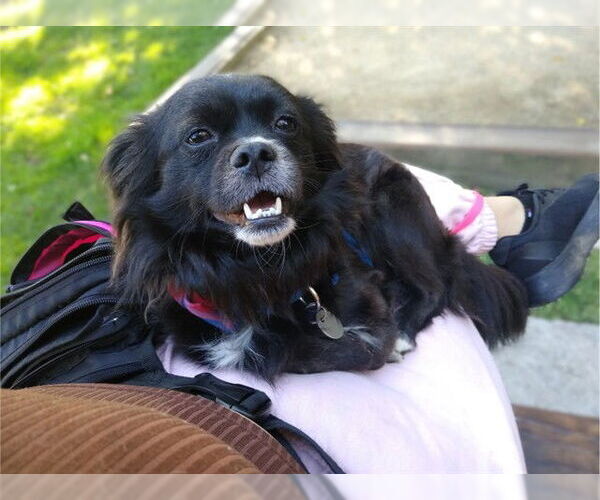 Medium Photo #3 Chihuahua-Unknown Mix Puppy For Sale in Redwood City, CA, USA