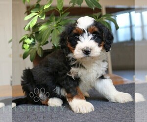 Bernedoodle (Miniature) Puppy for sale in LEOLA, PA, USA