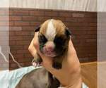 Small Photo #5 Olde English Bulldogge Puppy For Sale in EUNICE, LA, USA