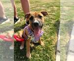 Small Black Mouth Cur-Boxer Mix