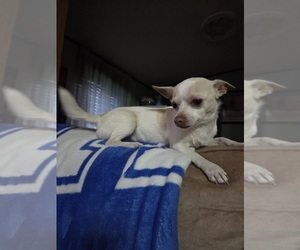 Chihuahua Puppy for sale in STEDMAN, NC, USA