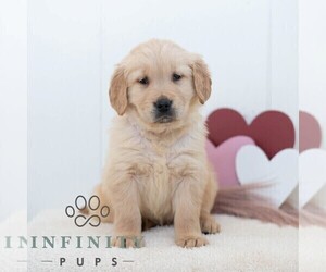 Golden Retriever Puppy for sale in NEWPORT, PA, USA