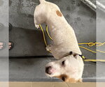 Small #2 American Pit Bull Terrier Mix