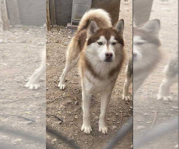 Medium Photo #7 Siberian Husky Puppy For Sale in Williamsburg, NM, USA