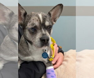 French Bullhuahua Dogs for adoption in Bellevue, WA, USA