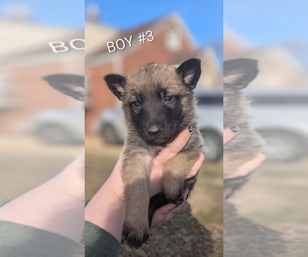 Medium Photo #4 German Shepherd Dog Puppy For Sale in GRANITE CITY, IL, USA