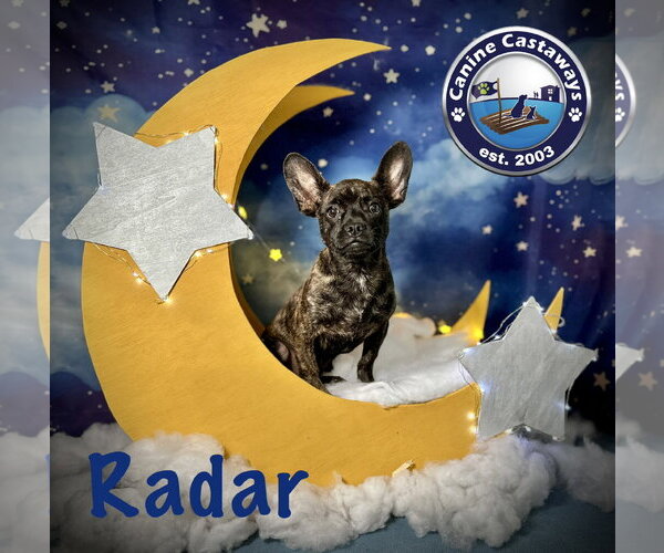 Medium Photo #4 French Bullhuahua Puppy For Sale in Arcadia, FL, USA