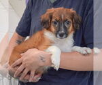 Small #2 Australian Shepherd Mix