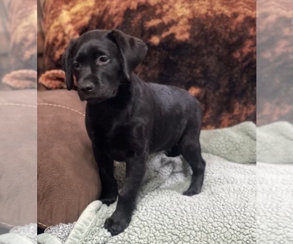 Medium Photo #9 Labrador Retriever Puppy For Sale in KITTRELL, NC, USA