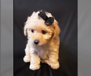 Poodle (Miniature) Puppy for sale in MANCHESTER, NH, USA