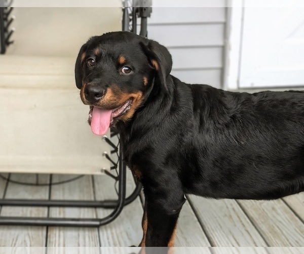Medium Photo #6 Rottweiler Puppy For Sale in CHRISTIANA, PA, USA