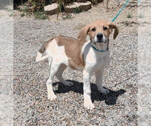 Basset Hound-German Shorthaired Pointer Mix Dogs for adoption in Salt Lake City, UT, USA
