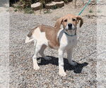 Small Basset Hound-German Shorthaired Pointer Mix