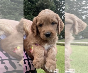 Goldendoodle Puppy for sale in NEWTON, NC, USA
