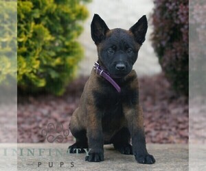 Belgian Malinois Puppy for sale in HONEY BROOK, PA, USA