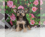 Small Photo #3 Chorkie Puppy For Sale in WARSAW, IN, USA