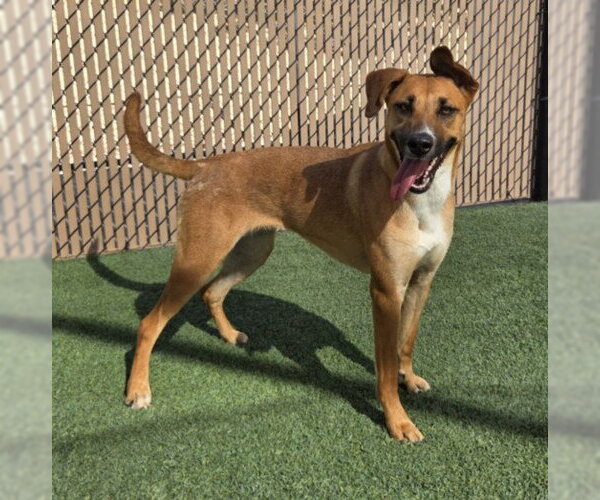 Medium Photo #2 German Shepherd Dog-Unknown Mix Puppy For Sale in Norco, CA, USA