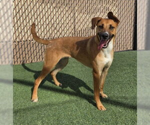*RUBY - Female German Shepherd Dog-Unknown Mix Dog for Adoption - Photo #2