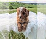 Small Photo #1 Cavapoo Puppy For Sale in FREDERICKSBG, OH, USA