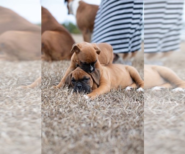 Medium Photo #5 Boxer Puppy For Sale in ABBEVILLE, SC, USA