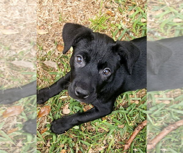 Medium Photo #1 Labrottie Puppy For Sale in Lakewood, CO, USA