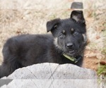 Small Photo #16 German Shepherd Dog Puppy For Sale in NOBLE, OK, USA