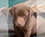 Small Photo #17 Labrador Retriever Puppy For Sale in BANDERA, TX, USA