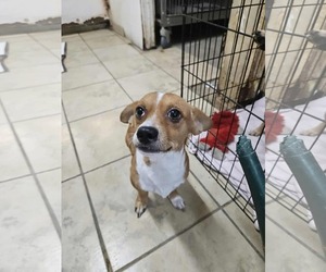 Chihuahua Dogs for adoption in El Centro, CA, USA