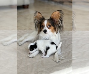 Mother of the Papillon puppies born on 10/04/2022