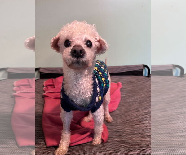 Medium Photo #6 Poodle (Miniature) Puppy For Sale in Pacolet, SC, USA