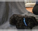 Small Photo #7 Whoodle (Miniature) Puppy For Sale in KATY, TX, USA