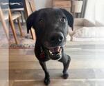 Small #7 Labrador Retriever Mix