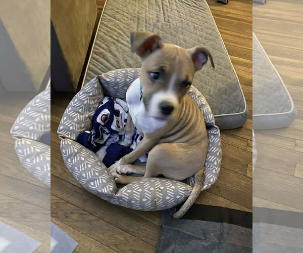 Medium Photo #4 Mutt Puppy For Sale in Strongsville, OH, USA