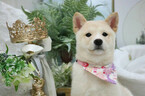 Small Photo #5 Shiba Inu Puppy For Sale in SAN JOSE, CA, USA