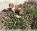 Small #3 Dachshund