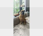 Small Boxer