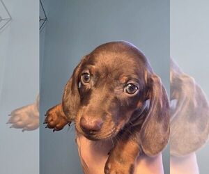 Dachshund Puppy for sale in DANVILLE, VA, USA
