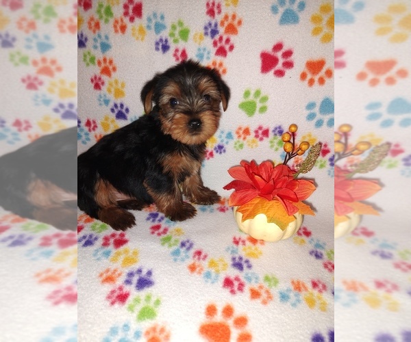 Medium Photo #8 Yorkshire Terrier Puppy For Sale in LAPEER, MI, USA