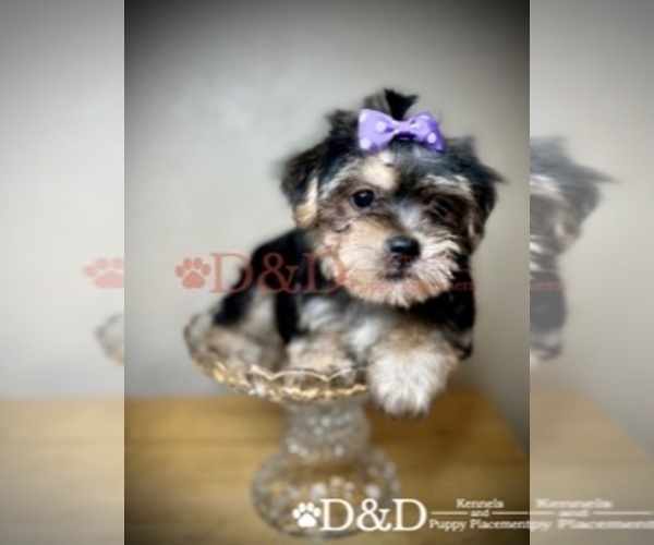 Medium Photo #5 Shorkie Tzu Puppy For Sale in RIPLEY, MS, USA