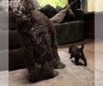 Small #7 Aussiedoodle