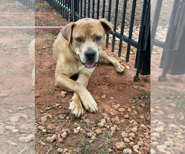 Medium Photo #4 Labrador Retriever-Staffordshire Bull Terrier Mix Puppy For Sale in Holly Springs, NC, USA